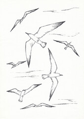 Black and white seagulls in the sky, hand drawn ink sketch illustration. Flock of wild birds