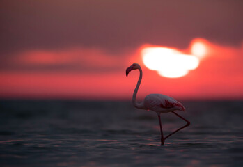 Fototapeta na wymiar Greater Flamingo and dramatic sky during sunrise, Asker coast, Bahrain