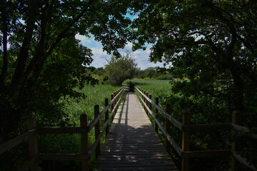 Bridge Through Long Grass