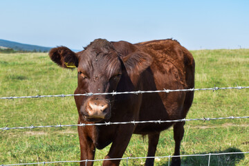 Cow in Grass Field 