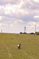 Sheep in a Field on a Hill 