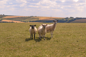 Three Sheep up on a Hill 