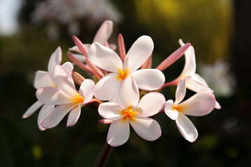 A group of Plumaria blossoms, Kauai, Hawaii