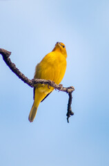 Pássaro - Bird