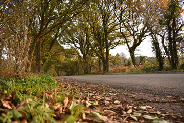 Road Surrounding Trees with Dropped Autumn Leaves