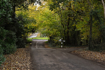 Country Road in with leaves on the Ground