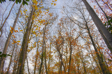 Autumn Trees Looking up to the Sky 