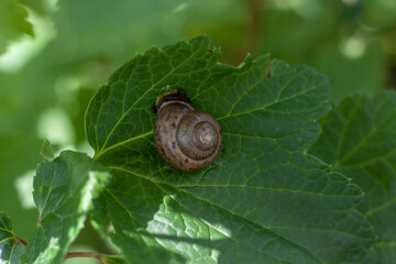 On a large green currant leaf sits a snail close up