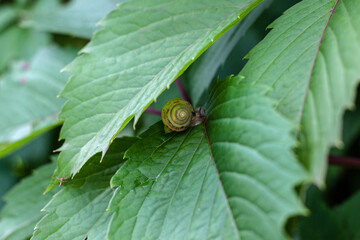 On the large, green leaves of wild grapes sits a small snail with small horns