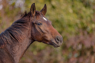 Obraz premium Porträt eines aufmerksamen Fohlens mit gespitzten Ohren und Blickkontakt im Profil Anfang Herbst