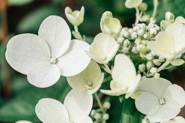 Blooming inflorescences of white hydrangea.Flowers and buds close up.Selective focus with shallow depth of field