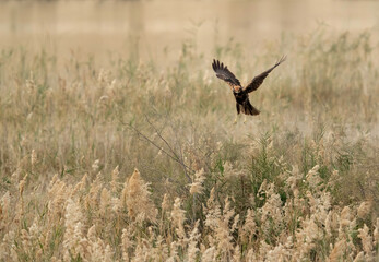 Eurasian Marsh harrier hovering to look for prey at Buhair lake, Bahrain