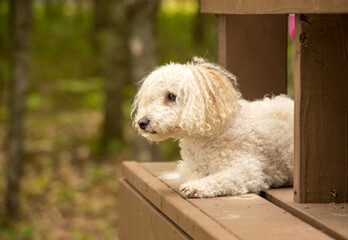Bichon Frise dog on porch in the forest
