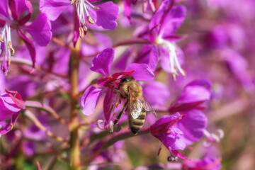 A bee collects nectar from blooming sally crimson flowers. A bee eats on a fireweed flower. Honey collection. Pollen grains of Ivan tea on the leg of an insect. Sunny summer harvest blooming sally