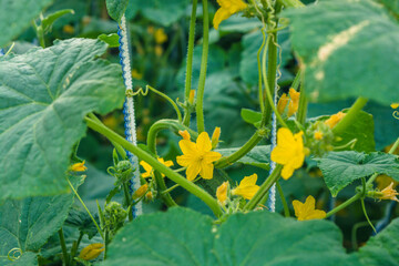 Cucumbers in the beds