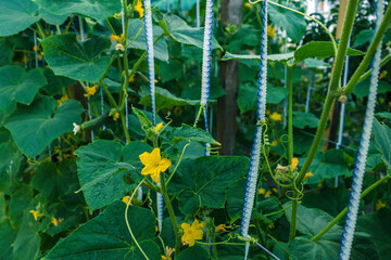 Cucumbers in the beds