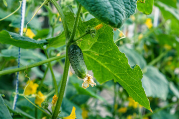 Cucumbers in the beds