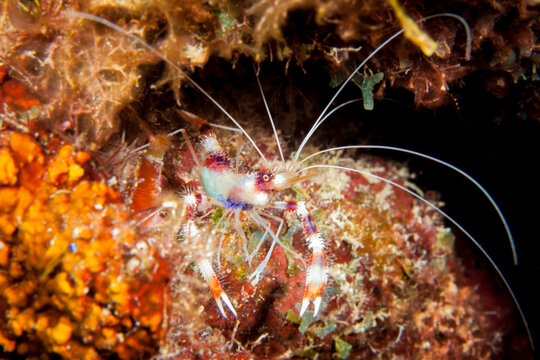 Close up of Banded Coral Shrimp as a part of coral reef in the Caribbean Sea / Curacao