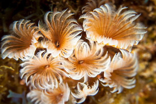 Close up of Social Feather Duster in coral reef of the Caribbean Sea / Curacao