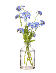 Myosotis scorpioides (true forget-me-not or water forget-me-not) in a glass vessel on a white background
