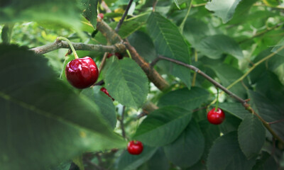 Cherries on branches in the garden among the leaves