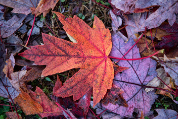 Close Up of Single Red Maple Leaf in Autumn in Arkansas