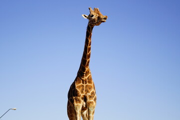 giraffe of sky posing 
