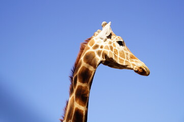 giraffe on the sky
