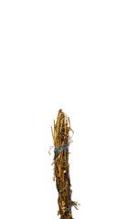 Dried chamomile branches on white background, ingredient for preparing tea