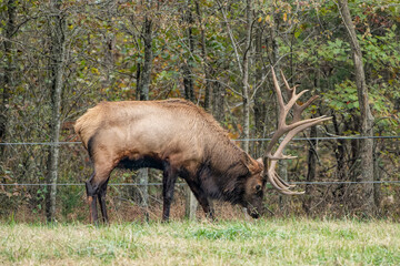 Bull Elk Grazing in the Boxley Valley of Arkansas in Autumn