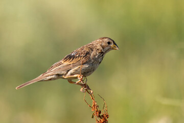 Obraz premium Corn bunting Emberiza calandra, sits on a plant on a beautiful green background
