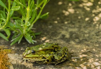 Grüner Wasserfrosch auf Stein