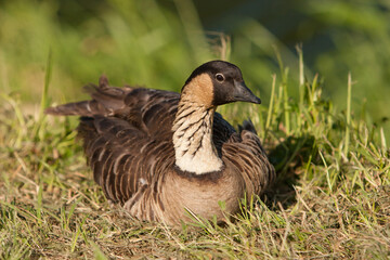 The nene (Branta sandvicensis), also known as Hawaiian goose, is a species of goose endemic to the Hawaiian Islands.  It is resting on a river bank on the north shore of Kauai, Hawaii.