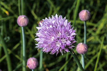 Flowers of Chive (Allium schoenoprasum)