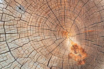 Fototapeta premium Wood cut old rough with cracks