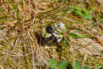 Bee