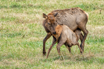 Elk Cow Nursing Her Calf in the Boxley Valley of Arkansas During the Fall