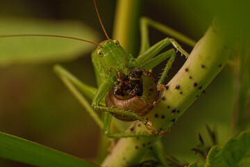 
Green grasshopper in the garden eats a snail close-up macro photo of insects