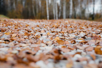 unreal beautiful yellow leaves during golden autumn
