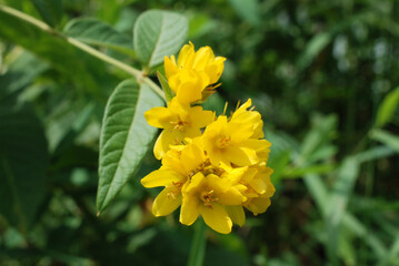 Beautiful little yellow flowers which bloom in clusters. Seen along the Fox River near Geneva, Illinois, USA.