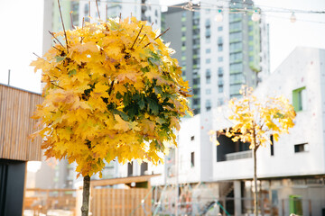 yellow autumn foliage among stylish apartment buildings in the city