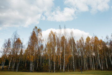 autumn landscape with spruce grass and trees with forest lake