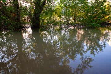 Fototapeta na wymiar Coastal trees after a rainstorm . Nature inundation