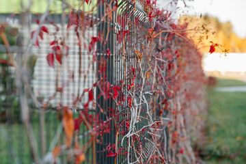 red leaves on the fence in autumn