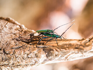 Mating of forest tree beetles. Bright, green, with a mustache.