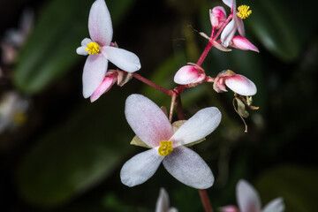 Begonia Flowers (Begonia subnummularifolia)