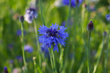 Single corn flower in the green.