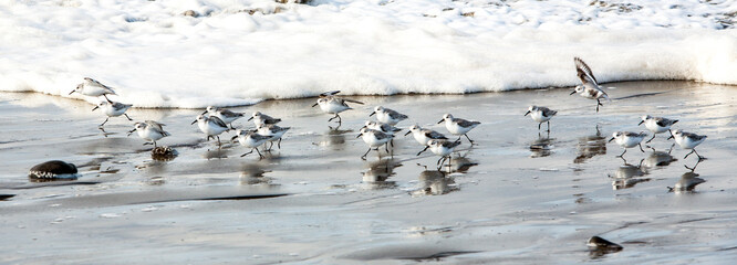 Foam waves chasing sandpipers on the beach at Seaside, Oregon.