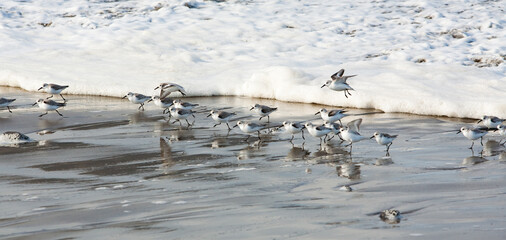Foam waves chasing sandpipers on the beach at Seaside, Oregon.