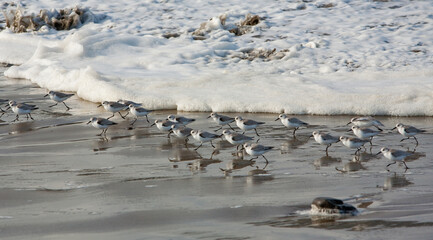 Foam waves chasing sandpipers on the beach at Seaside, Oregon.